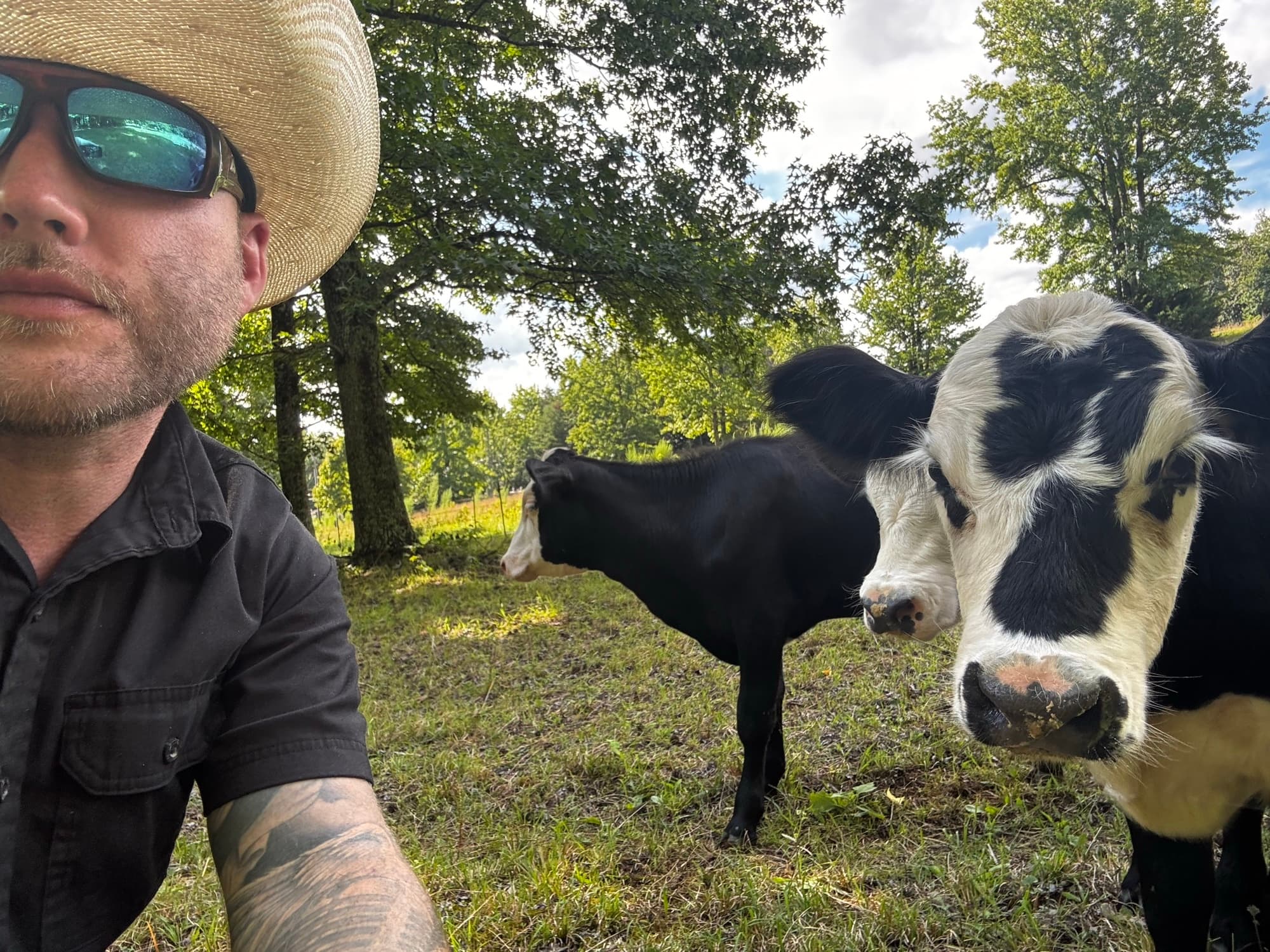 Jonathan with the herd on a summer afternoon