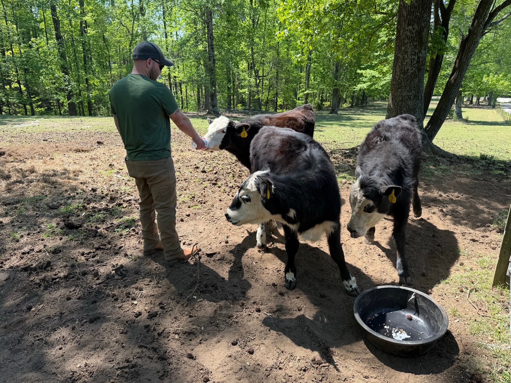 Jonathan with the herd at the home pasture, Greenville, SC